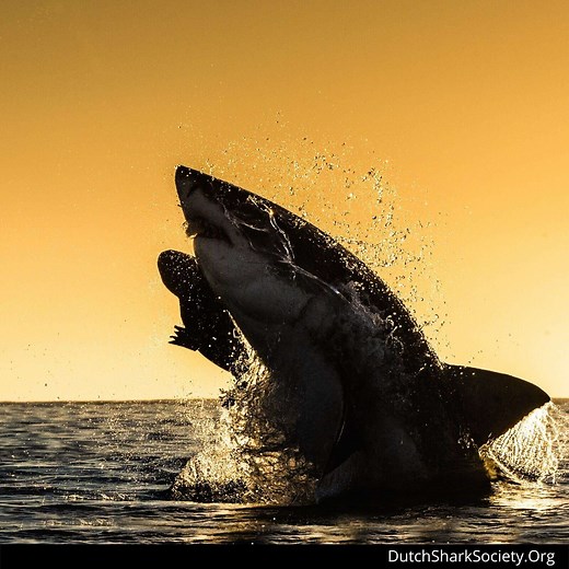Do Sharks Jump Out Of The Water And How High Do They Jump? - Dutch Shark Society
