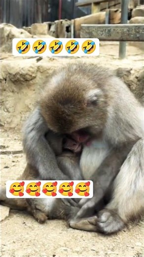 🐒mono 🤣monkey video🥰 #monkey #monkeybaby #youtubeshorts #ytshorts #shorts #viralshorts #new #viral