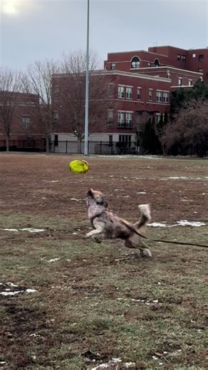 Big dog business, Disco’s favorite time of day #funnydogs #fluffy #dogdad #puppytraining #frisbee