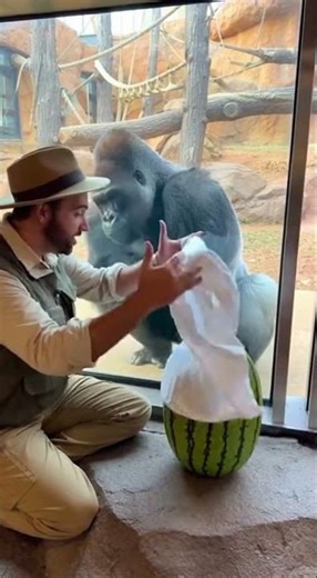 Magic Gorilla Show: Man Transforms Watermelon to Piglet, Gorilla Laughs! #ZooMagic #Viralmoment
