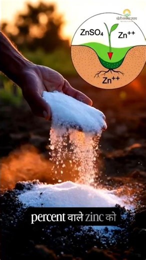 Zinc ki Sabse Badi Galti | DAP ke Saath Milake Fasal Ko Bandh Karoge? | #khetisamasyaupay