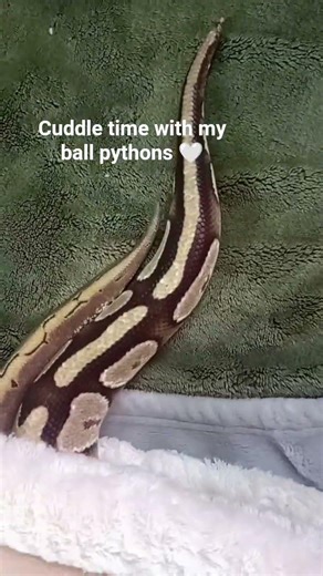 Cuddle time 🤍 #cuteanimal #ballpython #cute #reptiles