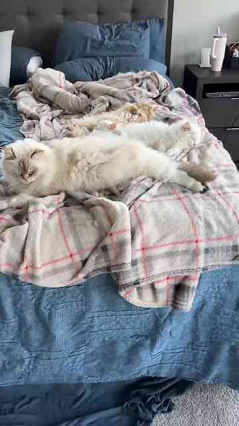 This vocal Ragdoll cat always has a lot to say