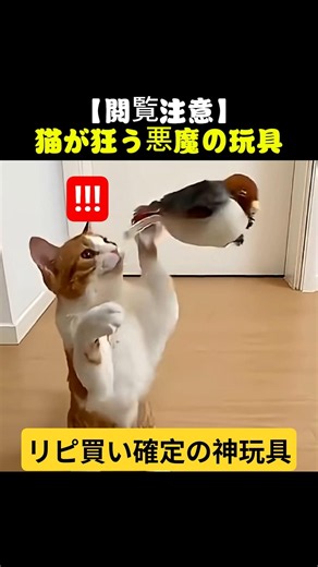 猫が狂う悪魔のおもちゃがこれ。マジで買ってよかった！#猫のいる暮らし #Shorts