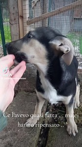 🔴CHARLOTTE CE L' AVEVA QUASI FATTA 🔴 RIFIUTATA PRIMA DELLA PARTENZA E se vi devo assillare per riuscire a trovar casa , LO FARO" ❗️❗️ Charlotte HA BISOGNO DEL VOSTRO AIUTO ❗️ Ci sono cuccioli che tollerano Il rifugio , e cuccioli come Charlotte che " sopravvivono " a questa permanenza , ovviamente hanno tutti bisogno di una casa ma chi soffre maggiormente HA LA PRECEDENZA !! ... Charlotte è una di quelle anime che non fa nulla per attirare l" attenzione.. ed è su anime come Lei che dobbiamo pu