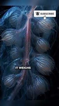 The Longest Creature in the Ocean Isn't a Whale... 😱