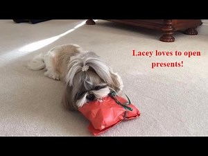 Shih Tzu dog Lacey | Opening present 😂 | Cute new toy 🦴❤