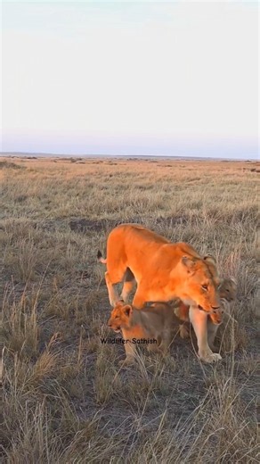 Marsh pride, mother Lola and her 3 adorable cubs in Grasslands of Masai Mara.