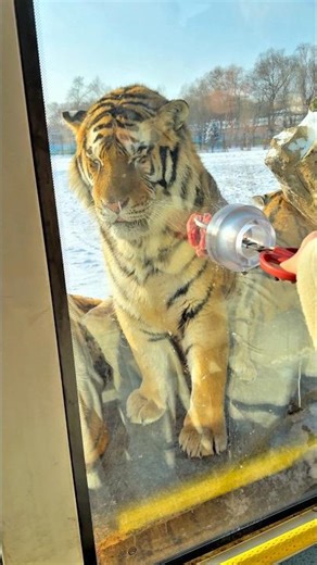 He wanted to feed meat to tigers but they were already full