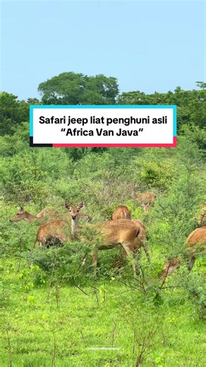 Safari jeep bareng keluarga liat penghuni asli africa van java🦌🦚🍃 Rekomendasi Trip Banyuwangi 📞 085156665766 #jalanjalandibanyuwangi #explorebanyuwangi #wisatabanyuwangi #balurannationalpark #tamannasionalbaluran