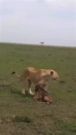 Life in the wild is brutal, tough and unforgiving - in other words ‘cruel’. But is it really cruel? or its the way nature balances itself? You'll see, apex predators serve a very important role in the ecosystem, and that is to keep prey numbers in check. By hunting down the slow, weak, and dying animals. If left to their own control, a herd of herbivores, like zebra or wildebeest , will stay in one place, eating everything down to the ground before they move on. However, if there is a healthy po