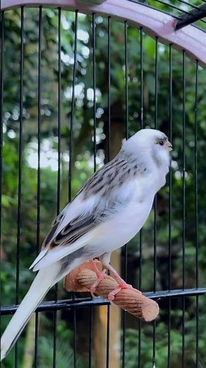 The Best Canary Sounds!! Canary Training