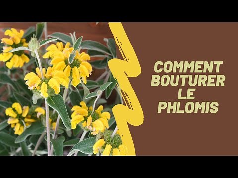 How to Successfully Propagate Phlomis (Jerusalem Sage) 🌱