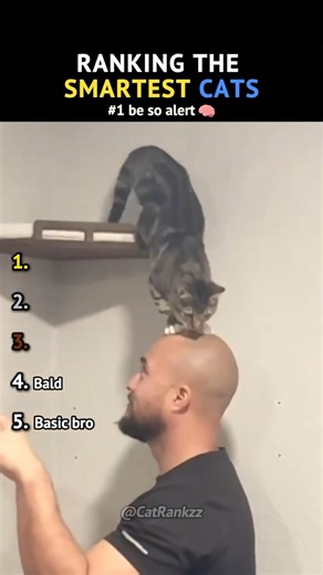 Ranking The Smartest Cats On The Internet (The Last One Knew The Magic Word 😂)