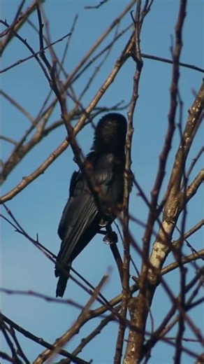 Jungle crow in narra tree #short #nature #birdvideography #birdlovers #birdwatching