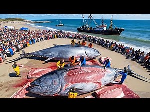 $1,000,000 Haul – Giant Atlantic Bluefin Tuna Longline Operation Documentary