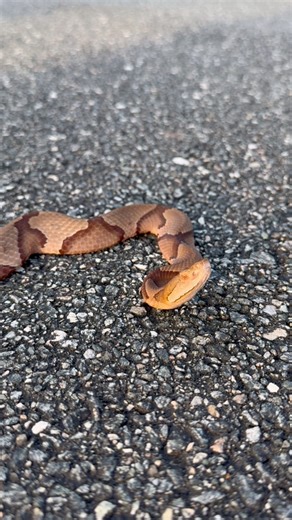 A familiar face! Although I encounter copperheads quite frequently back in my home state of Texas, I had yet to see one in Florida! This is mostly due to the fact that these snakes have a VERY limited range in the state and can only be found in certain areas. Imagine my surprise when I turned my car around to move what I thought was a corn snake off the road but was really a lovely little copperhead! Snakes often venture out onto blacktop roads at dusk since the darker surface holds heat from ba