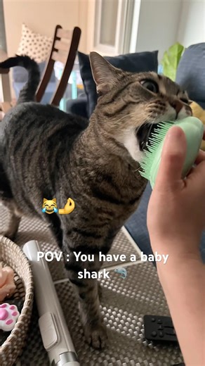 What it’s like to own a baby shark 🦈 #cat #crazycat #tabbycat #funny #funnyanimals #catsofyoutube
