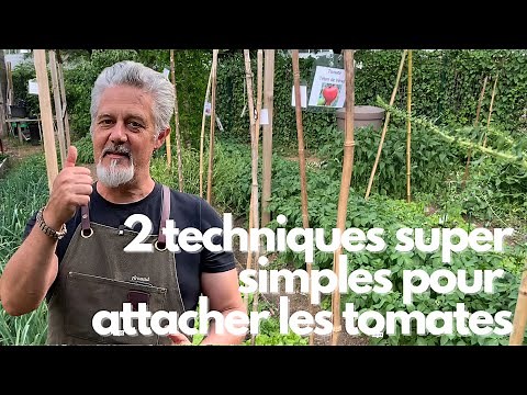 Attacher facilement les tomates