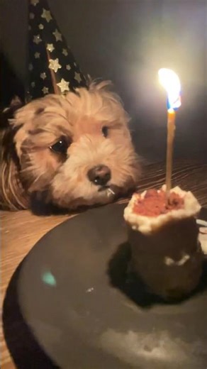 no-oven dog cake recipe I 3 ingredients only! #dogshorts