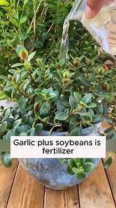 84K views · 820 reactions | Easy plant care tips #backyardgardening #gardeninglife #vegetablegardening #vegetablegarden #gardeningtips #gardeninglove #organicgardening #gardensofinstagram #gardenideas #urbangardening #gardeningistherapy #gardeninggoals #homegardening #gardeninspiration #lovegardening #gardeningisfun #countrygarden #gardeningmakemehappy #veggiegarden #happygardening | Garden Tips | Facebook