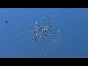 2022 Female Parachuting World Record - 80 skydivers