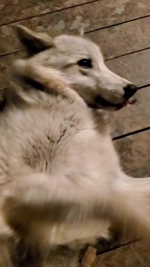 Wolf Belly Rubs and Playtime with Rosie
