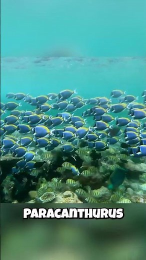 Blue Tangs: They're NOT What You Think?! 😮