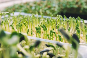 The Best Microgreen Growing Kits to Grow Your Own at Home