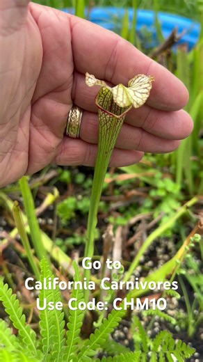 A gorgeous Sarracenia!