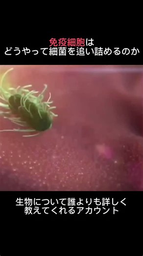 生物|医学|健康の記録 on Instagram: "白血球は、体内に侵入した細菌を排除する最前線の防御細胞です。 特に好中球は、細菌感染の初期段階で中心的な役割を担います。 好中球は、細菌や損傷組織から放出される化学物質の濃度勾配を感知します。 この現象は「走化性（chemotaxis）」と呼ばれ、細胞は濃度の高い方向へと自発的に移動します。 つまり、好中球はランダムに動いているのではなく、 細菌が発するシグナルを追跡しながら標的へ向かって進みます。 到達後、好中球は細菌を取り込み、内部で分解・殺菌します。 この一連の反応が、私たちが自覚する前に体内で常に起きているのです。"
