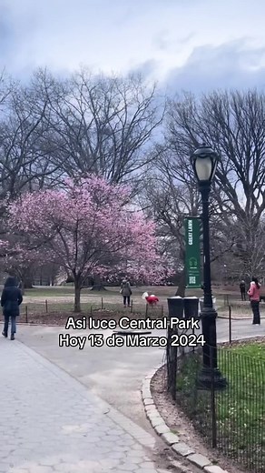 Cherry Blossom en Central Park: Primavera 2024