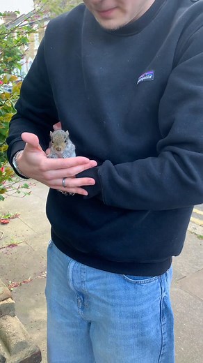 Baby Squirrel Found in London: Pet or Wildlife? | #squirrel #londonwildlife