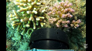 86K views · 679 shares | A new underwater microscope shows coral...