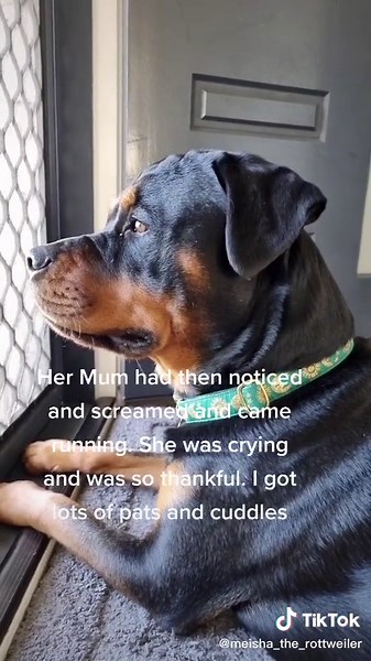 Rottweiler Hero Saves Child from Danger