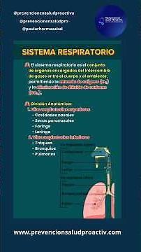 🫁Sistema Respiratorio