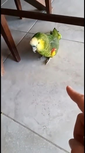 Ando re loco | Mister.Pepo