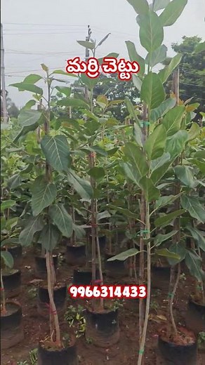 "Banyan Tree Propagation Secrets | Aerial Roots to Big Tree!"