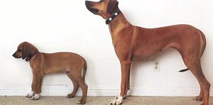 3 años de vida de un perro, en 23 segundos