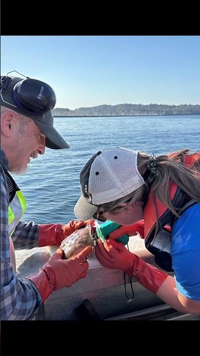 Scientists study movement behavior of Dungeness crab in Puget Sound