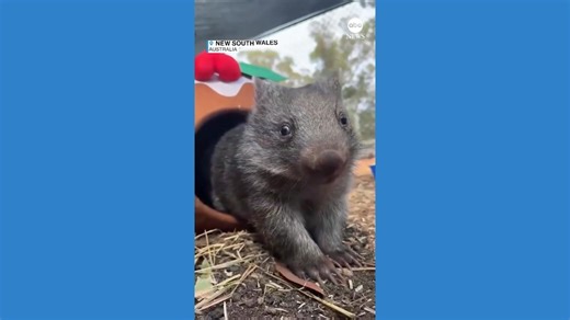 Wombat emerges from Christmas costume in adoption video