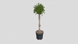 Ficus Nitida braided stem - Buy Royalty Free 3D model by 3DImaginationHub