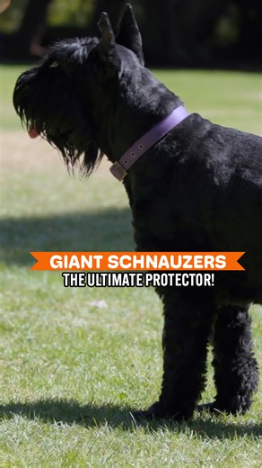 Meet The Dog That Fears Nothing But Loves Deeply 🖤🐾 | Dogumentary TV