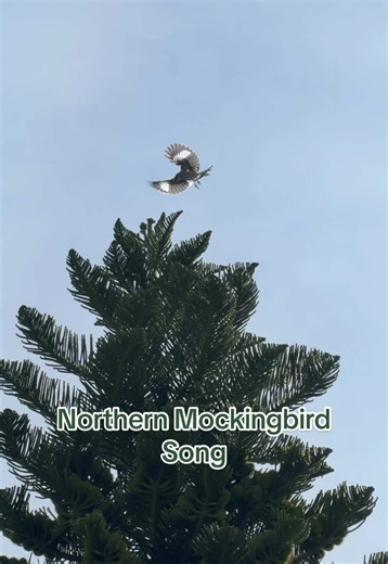Mockingbirds are mimics, they don’t produce their own song instead they imitate other birds, frogs, and even car horns. These sounds are learned, memorized, and then incorporated into the mockingbird’s repertoire. This makes mockingbird songs unique to each bird. Songs are long series of phrases repeated 2-6 times before shifting to a new sound. Mockingbirds are open-ended learners, meaning they can learn new songs throughout their adulthood. Many males can have up to 200 songs in their repertoi