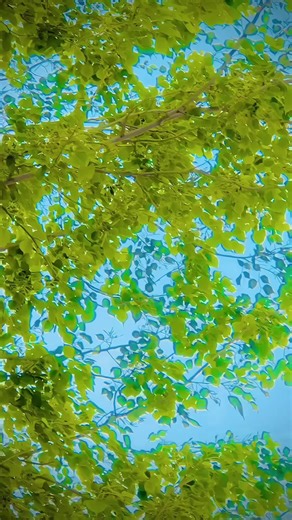 My new video please TikTok team viral my video #fffffffffffffffffffyyyyyyyyyy #slowmo #slomo #newtrandselo #newtrend #foryou