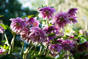 Hellebore Sun or Shade | The Ultimate Guide | Perennial Masters