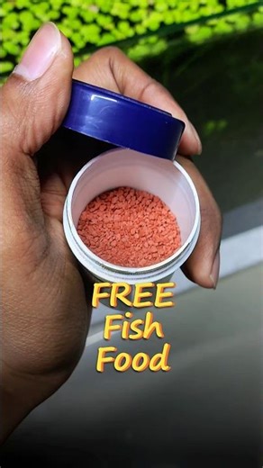 Stop Wasting❌Money on Fish Food ||#plantedtank #plantedaquarium