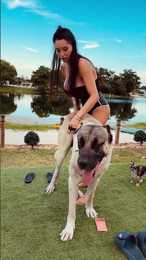 Biggest dog in the world #giantdog #puppy #funny #dogsofyoutube #doglife