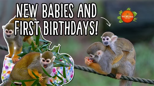The Guianan squirrel monkeys are here to brighten your January 🥰🎉 Back in November, the Park welcomed an extra-special arrival - tiny squirrel monkey baby Twiglet! 💛 Born just weeks before his older sibling Stripe, celebrated his first birthday in December 🎂🐒 And of course… that called for a party! 🎈✨ Keeper Karla is here to tell you what they got up to! The keepers made loads of fun enrichment to explore - Stripe got well and truly stuck in, and mum Willow joined the celebrations with bab