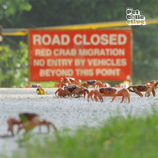 😱 Have you ever seen one hundred million crabs? Witness the famous crustaceans on Christmas Island. | The Pet Collective